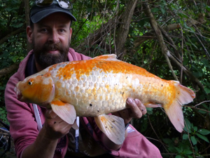 Koi Carp