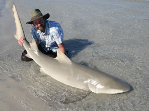 Lemon Shark 6' 11"