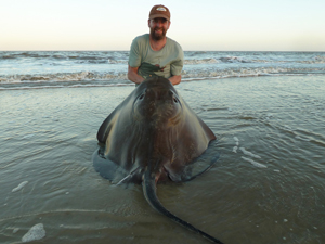 Stingray 100lb 