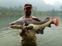 Amazon Redtail Catfish, 2015