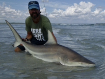 Blacktip Shark 5'10", 2023