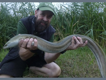 Eel 3lb 7oz, 2025