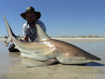 Blacktip Shark 5' 10"