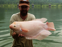 White Gourami, 2015