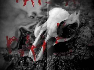 Photography